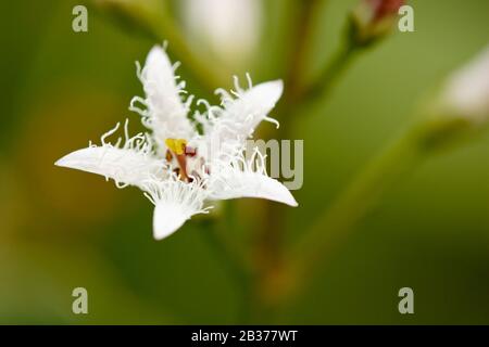 Fieberklee (menyanthes Dreiblättrige) Stockfoto