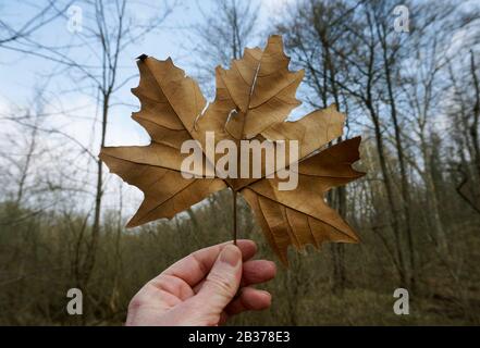 Hand hält Herbstblatt in Wald Stockfoto