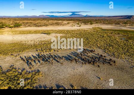Kenia, Shaba Game Reserve, afrikanische Büffel (Syncerus Caffer), Herde(Aerial View)-Maschine Stockfoto