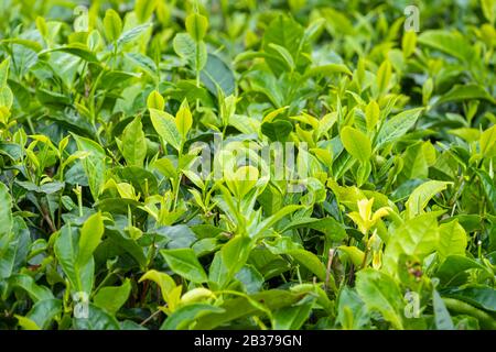Mauritius, Distrikt Savanne, Grand Bois, Domaine de Bois Chéri, der größte Teeproduzent auf Mauritius, Teeplantagen Stockfoto