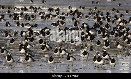 Barnacle Goose, Branta Leucopsis, Large Flock Together, Islay, Inner Hebridies, Schottland, Großbritannien Stockfoto