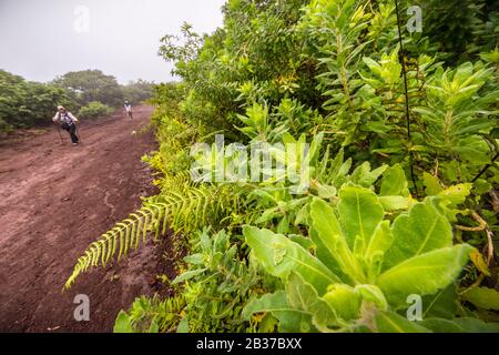 Ecuador, Galápagos-Archipel, das von der UNESCO zum Weltkulturerbe erklärt wurde, Isabela Island (Albemarie), Wanderer auf dem Weg, der zum Chico Vulkan führt, der am Vulkan Sierra Negra vorbeiführt Stockfoto