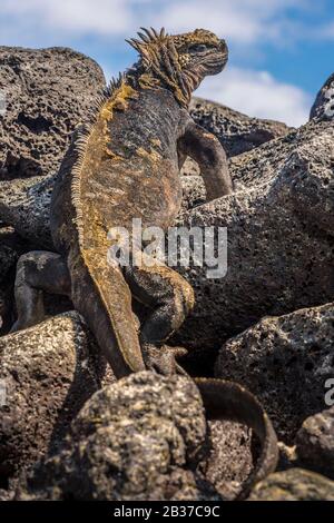 Ecuador, Galapagos-Archipel, von der UNESCO zum Weltkulturerbe ernannt, Santa Fe Island, Secret Bay oder Hidden Bay (Bahia Escondida), Galapagos Sea Iguana (Amblyrhynchus Cristatus) Stockfoto