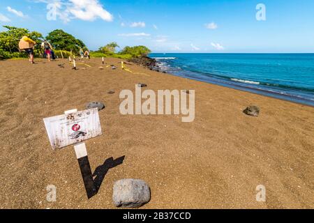 Ecuador, die Inselgruppe Galápagos, die von der UNESCO zum Weltkulturerbe erklärt wurde, Santa Maria Island (Floreana), Wandern an der Küste und ein roter Strand, der Nester geschützter Meeresschildkröten schützt Stockfoto