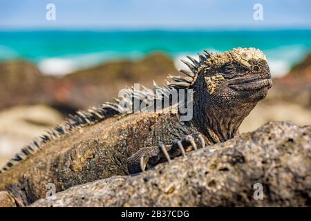 Ecuador, Galapagos-Archipel, von der UNESCO zum Weltkulturerbe ernannt, Santa Fe Island, Secret Bay oder Hidden Bay (Bahia Escondida), Galapagos Sea Iguana (Amblyrhynchus Cristatus) Stockfoto