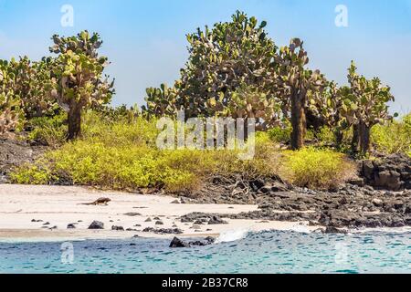 Ecuador, Galapagos-Archipel, das von der UNESCO zum Weltkulturerbe erklärt wird, Santa Maria Island (Floreana), Meeresiguana (Amblyrhynchus cristatus), endemisch an einem weißen Sandstrand, Galapagos Barbary-Feigen (Opuntia echios), die im Hintergrund endemisch sind Stockfoto