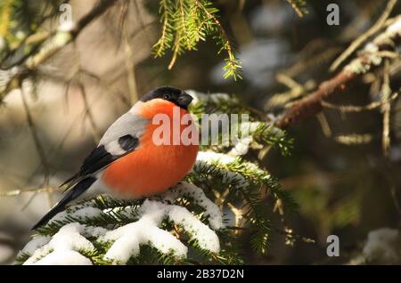 Eurasischer Bullfinch, Pyrrhula pyrrhula, männlich, auf Ast im Schnee, Norwegen, ebenfalls in Großbritannien gefunden Stockfoto