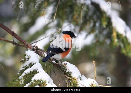 Eurasischer Bullfinch, Pyrrhula pyrrhula, männlich, auf Ast im Schnee, Norwegen, ebenfalls in Großbritannien gefunden Stockfoto