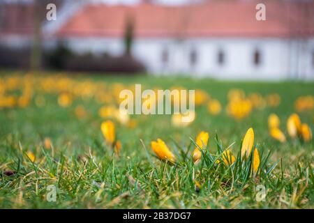 Erste Frühlingsblumen auf dem grünen Rasenfeld nach dem Regen. Blühende Krokusse. Gelbe orangefarbene Blume Stockfoto