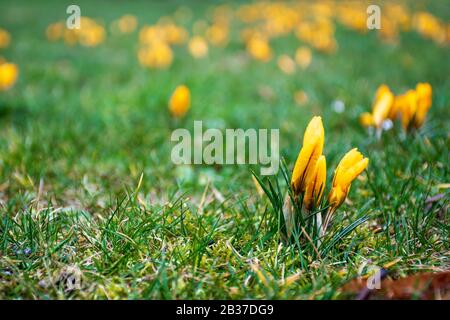 Erste Frühlingsblumen auf dem grünen Rasenfeld nach dem Regen. Blühende Krokusse. Gelbe orangefarbene Blume Stockfoto