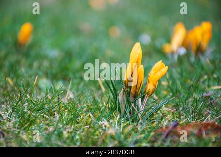 Erste Frühlingsblumen auf dem grünen Rasenfeld nach dem Regen. Blühende Krokusse. Gelbe orangefarbene Blume Stockfoto