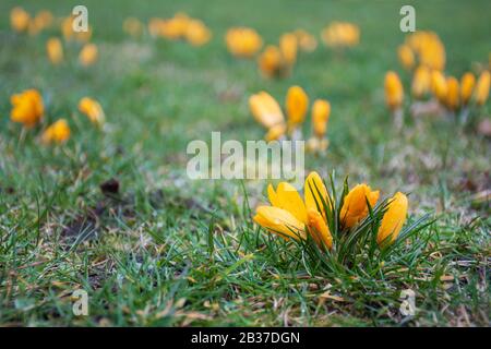 Erste Frühlingsblumen auf dem grünen Rasenfeld nach dem Regen. Blühende Krokusse. Gelbe orangefarbene Blume Stockfoto