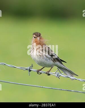 Twite, Linaria flavirostris, Nordeuropa und Zentralasien, auf Stacheldrahtzaun geheftet, mit Nistmaterial im Schnabel Stockfoto