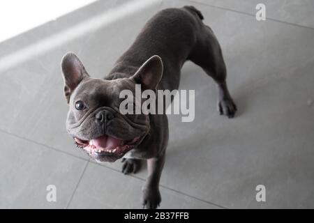Französisches Bulldor lustiges und niedliches Porträt zu Hause Stockfoto