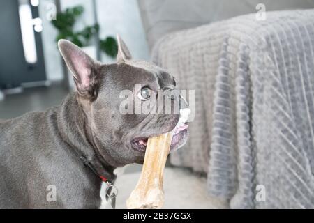 Französisches Bulldor im Hochformat graue Farbe zu Hause Stockfoto