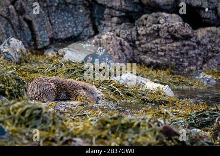 Europäische Otter(Lutra Lutra)-Cub, die in einem Felsenpool ruht, während sie darauf warten, dass ihre Mutter mit Essen umherdreht Stockfoto