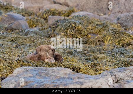 Europäische Otter (Lutra Lutra) Mutter und Quader ruhen an Ufer auf einem Bett aus Bladderrack Algen im Sonnenschein. Die Mutter ist groomimg der Knabe Stockfoto