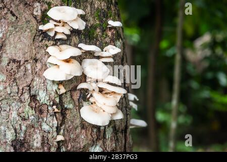 Weiße Pilze auf dem Tree Bark Cleaver Woods Park in Trinidad, tropischer Wald in der Nähe Stockfoto