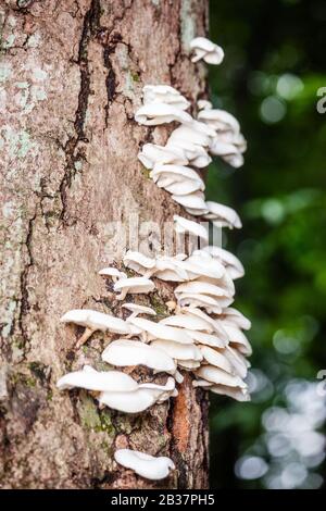 Weiße Pilze auf dem Tree Bark Cleaver Woods Park in Trinidad, tropischer Wald in der Nähe Stockfoto