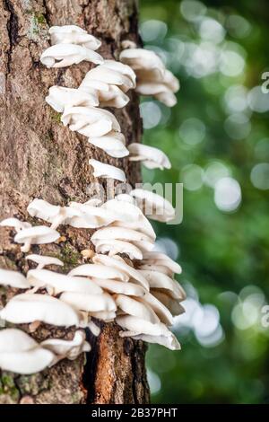 Weiße Pilze auf dem Tree Bark Cleaver Woods Park in Trinidad, tropischer Wald in der Nähe Stockfoto