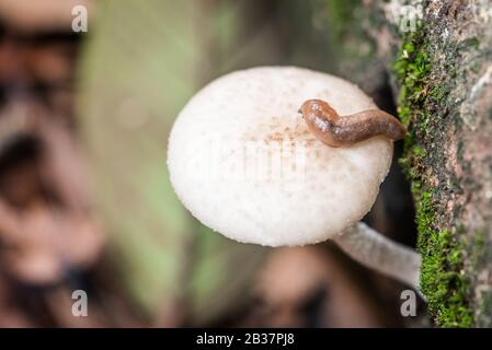 Wilder Pilz im Wald mit Schlappe auf dem Cleaver Woods Park Trinidad & Tobago tropische Wildlife Stockfoto