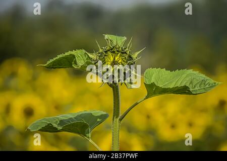 Eine Blühende Sonnenblume Stockfoto