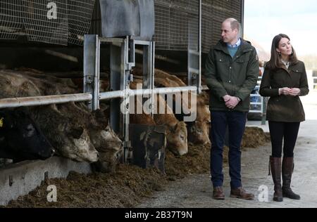 Dublin, Irland. März 2020. Königlicher Besuch des Dukes und der Herzogin von Cambridge in Irland. Das britische Königspaar Prince William und Kate Middleton neben dem Rind auf einer Teasgasc-Farm in Co Kildare, während sie Irland bei ihrem ersten offiziellen Besuch im irischen Staat besuchen. Foto: Sam Boal/RollingNews.ie Credit: RollingNews.ie/Alamy Live News Stockfoto