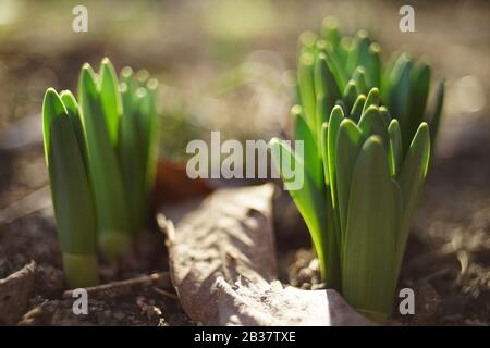 Frische grüne Sprossen von Narzissen Blumen wachsen im Garten. Stockfoto