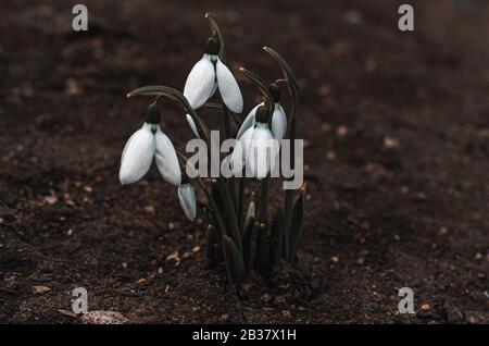 Eine Gruppe wunderschöner weißer, zerbrechlicher Frühlingsschneefälle auf schwarzer Erde Stockfoto