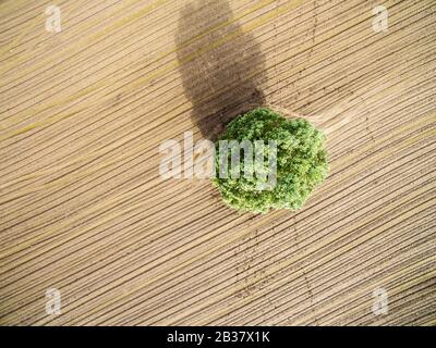 Einsamer Baum im gepflügten Feld Stockfoto