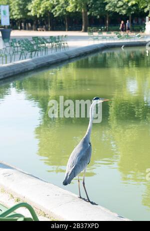 Urbane Tierwelt: Ein grauer Reiher im Tuileries Garden im Zentrum von Paris, Frankreich Stockfoto