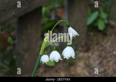 Das Bild zeigt Frühlings-Schneeflocken im Garten Stockfoto