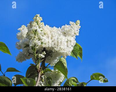 Blühender Weisser Flieder (Syringa), Stockfoto