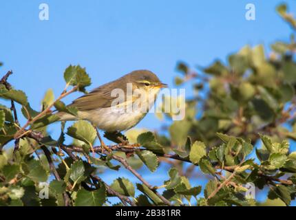 Fitis Phylloscopus Trochilus / Fitis Phylloscopus Trochillus Stockfoto