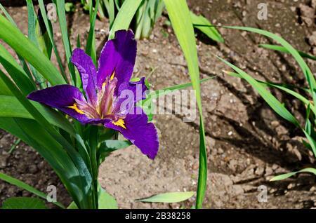 Eine einzige purpurne Irisblume, die im Frühjahr blüht, Sofia, Bulgarien Stockfoto