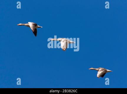 Grauganse im Flug, Anser Anser Anser / Greylag Gänse im Flug, Anser Anser Stockfoto