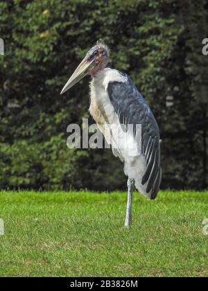 Marabu (Leptoptilos crumeniferus), Stockfoto