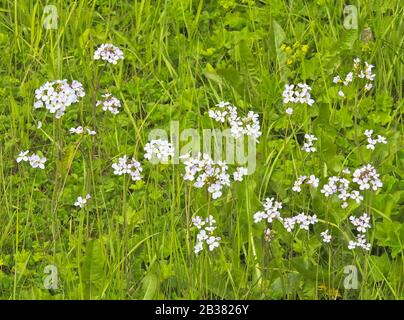 Wiesenschaumkraut, Cardamin pratensis / Kuckuckblüte, Cardamin pratensis Stockfoto