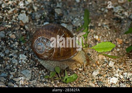 Die Schnecke oder Helix, die sich an einem warmen Frühlingstag am nassen Ufer des Vit River in der Nähe der Stadt Teteven, Bulgarien, bewegt Stockfoto