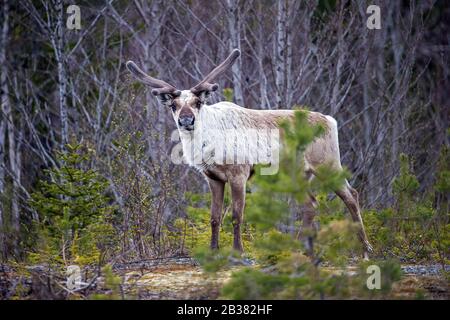 Rentier im Bast, (Rangifer tarandus), Stockfoto