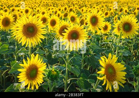 Gelbe Blumen von Sonnenblumen auf dem Feld Stockfoto