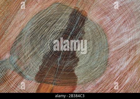 Gesägter Abschnitt mit Jahresringen. Natürliche organische Textur. Nahaufnahme des Holzkerns mit Sägemehl. Stockfoto