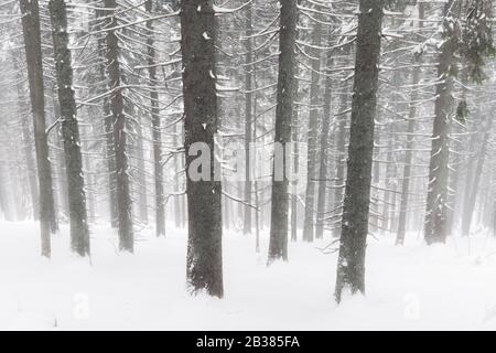 Landschaft des Winterwaldes von verschneiten Fichten und Firnen. Gefrorener Baum in winterlicher Jahreszeit. Hintergrund der Natur Stockfoto