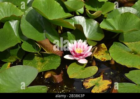 Seerose in Attadale Gardens, Highland Scotland Stockfoto