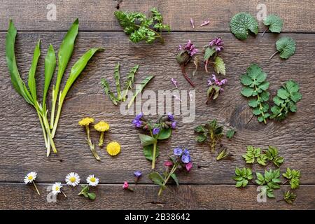 Wilder Knoblauch, Lungwort, Brennnessel, gemahlener Holunder und andere Heilkräuter und wilde essbare Pflanzen, die im Frühjahr wachsen Stockfoto