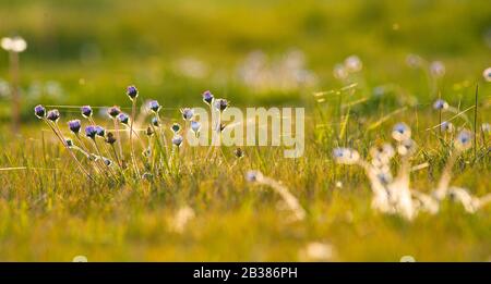 Blick auf die Frühlingswiese, in der Blumen in Gänseblümchen blühen, die bei Sonnenuntergang blühen Stockfoto