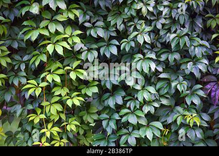 Textur von Efeu Blätter closeup. Grüne Wand im Garten. Gartenarbeit Hintergrund Stockfoto