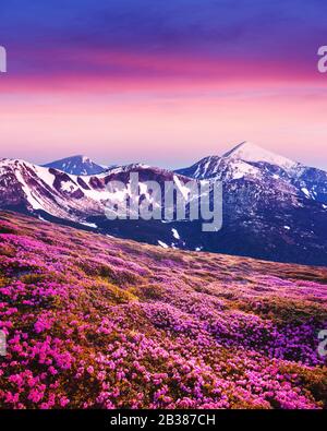 Rhodendron-Blumen bedeckten in der Sommerzeit eine Bergwiese. Violettes Sonnenaufgangslicht, das auf schneebedeckten Gipfeln im Hintergrund leuchtet. Landschaftsfotografie Stockfoto