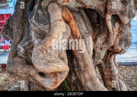 Olivenbaum mit großen Wurzeln Stockfoto