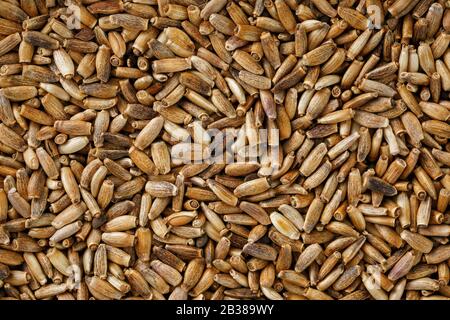 Vogelsaat, gemischte körnige Nahrung für Kanarienvögel und Budgerigar. Stockfoto